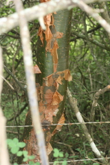 Commiphora harveyi