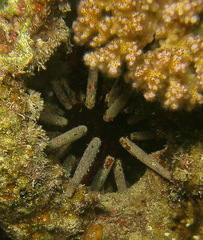 Phyllacanthus imperialis image