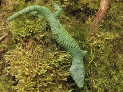 Abronia graminea