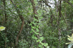 Cissampelos torulosa