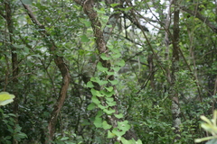 Cissampelos torulosa