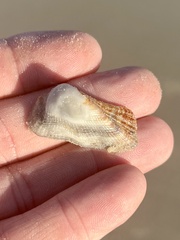 Lamarcka imbricata