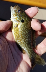 Lepomis gibbosus × cyanellus