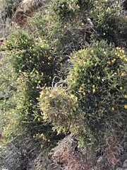 Aspalathus divaricata