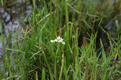 Sagittaria graminea