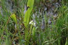 Sagittaria graminea