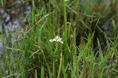 Sagittaria graminea