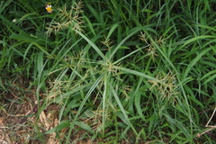 Cyperus distans