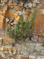 Dicerothamnus rhinocerotis