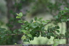 Afrocanthium mundianum