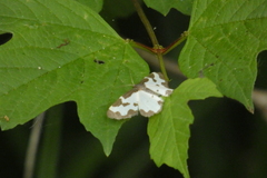 Lomaspilis marginata