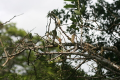 Lorantheae