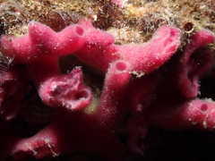 Haliclona mediterranea