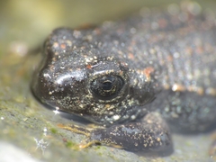 Rhinella spinulosa