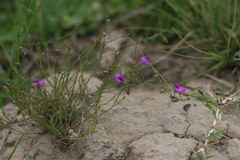 Polygala rehmannii