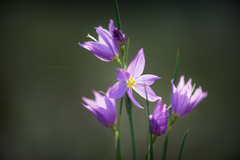 Olsynium douglasii