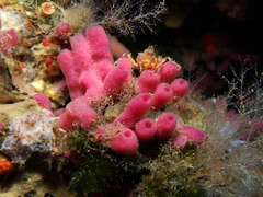 Haliclona mediterranea