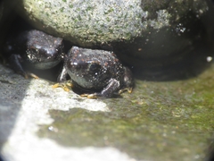 Rhinella spinulosa