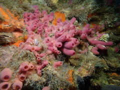 Haliclona mediterranea