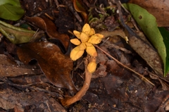 Dendrosphaera eberhardtii