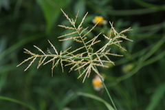 Cyperus distans