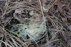 Lactarius chelidonium