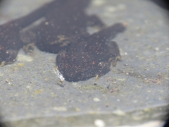 Rhinella spinulosa
