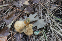 Lactarius chelidonium