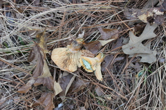 Lactarius chelidonium