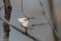 Operophtera