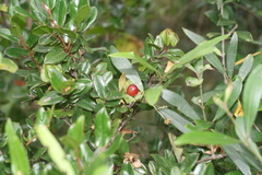 Diospyros scabrida