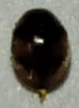 Diomus tucumanus