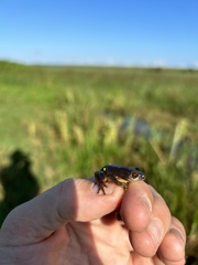 Hyperolius tuberilinguis