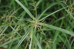 Cyperus distans