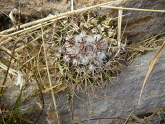 Mammillaria wagneriana