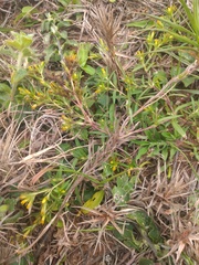 Pectis brevipedunculata