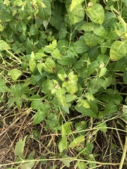 Magnoliopsida