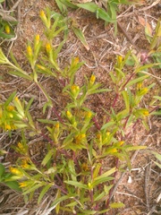 Pectis brevipedunculata