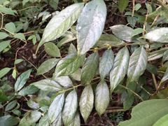 Lasianthus curtisii