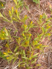 Pectis brevipedunculata