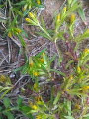 Pectis brevipedunculata