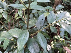 Lasianthus curtisii