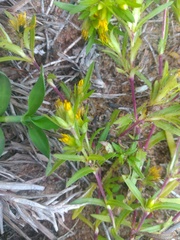 Pectis brevipedunculata