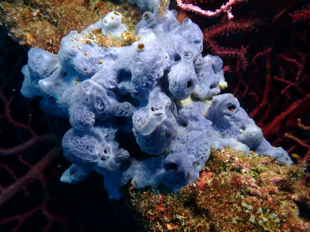 Bluish Encrusting Sponge, photo 1 of 10
