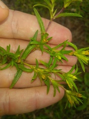 Pectis brevipedunculata