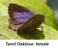 Arhopala bazaloides
