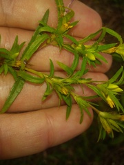 Pectis brevipedunculata