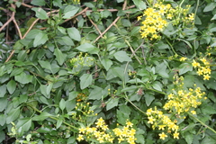 Senecio angulatus