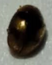 Diomus tucumanus