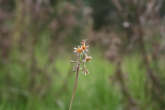 Tulbaghia acutiloba